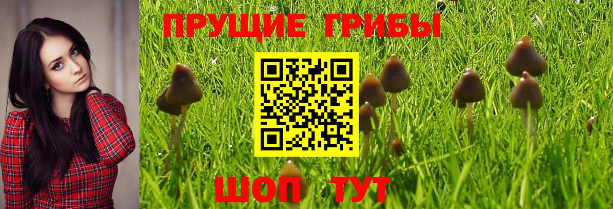Спасск-Дальний  Галлюциногенные грибы MAGIC MUSHROOMS  Вход с VPN 